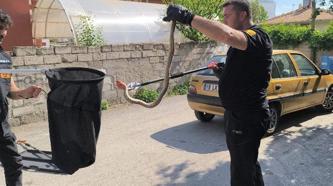 Çorum'da itfaiye ekipleri yılanı yakalayıp yaşam alanına bıraktı