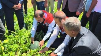 Iğdır’da 7 bin dekar alanda üretilen karpuzda 30 bin ton rekolte beklentisi