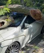 Bakırköy'de asırlık çınar ağacı park halindeki otomobilin üzerine devrildi