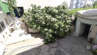 Park halindeki otomobilin üzerine ağaç devrildi