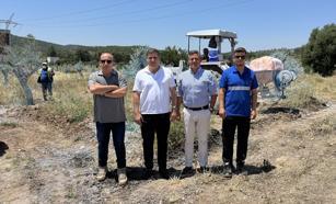 Taşınan zeytin ağaçlarının bakımında yerel istihdam ve tedarik modeli
