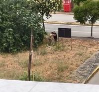 Dayısını palayla öldürdü; ayağından vurularak yakalandı