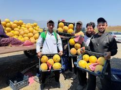 Hatay’da kavun hasadı başladı; tarlada kilosu 22 TL