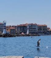 Tekirdağ açıklarında yunuslar görüntülendi