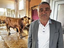 Tokat'ta belediyeden örnek proje: 4 buzağıyla başladı, 30 damızlık boğaya ulaştı