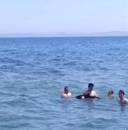 Tekirdağ'da yavru yunus yüzenlerin yanına geldi