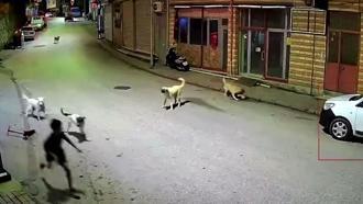 Ordu'da skuterlı çocuk köpeklerin saldırısına uğradı; o anlar kamerada