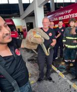 Yalova'ya feribotla gelen otomobilde yılan çıktı; o anlar kamerada