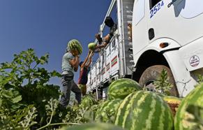 Hasadı süren Diyarbakır karpuzu, Türkiye'nin dört bir yanına gönderiliyor