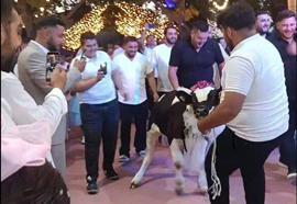 Takı töreninde damada dana hediye ettiler