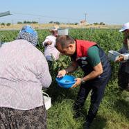 Edirne’de yaban mersini hasadı sürüyor