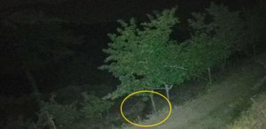 Çorum'da köye inen ayılar bahçelere zarar verdi