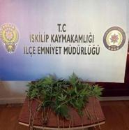 Evinde 21 kök hint keneviri ele geçirildi