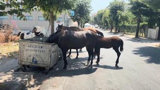 Avcılar'da başıboş atlar tehlikeye davetiye çıkarıyor