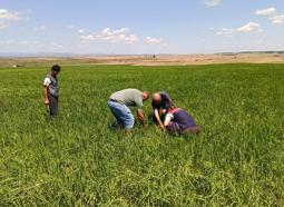 Edirne’de dolunun zarar verdiği tarlalarda hasar tespit çalışması başlatıldı