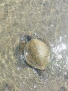 Ayvalık'ta sahilde ölü caretta caretta bulundu