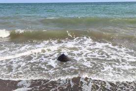 Tedavi edilen Mersin ile Göksu, mavi sulara bırakıldı