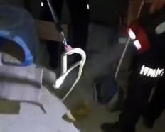 Evin bodrumuna giren yılan itfaiye tarafından yakalandı