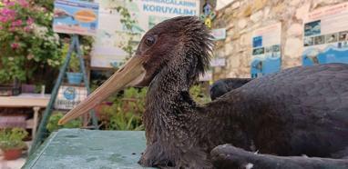 Aydın'da yaralı karaleylek korumaya alındı