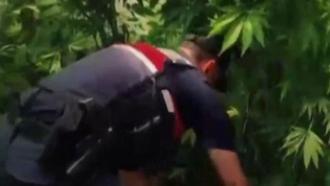 Yalova’da evlerinin bahçesine kenevir eken 2 şüpheli gözaltına alındı