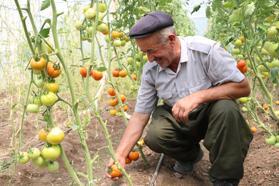 Domates ve salatalık satarak 9 çocuk büyüttü