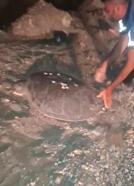 Sahilde yönünü şaşıran caretta carettayı vatandaşlar denize ulaştırdı