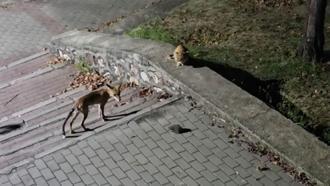 Parkta tilki, kedi ve kirpinin karşılaşması kamerada