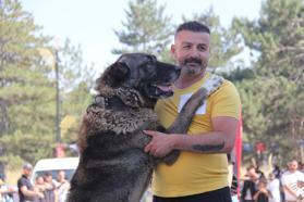 Sivas'ta Kangal köpekleri podyuma çıktı