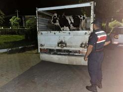 Aydın'da büyükbaş hayvan dolandırıcılığına 3 gözaltı
