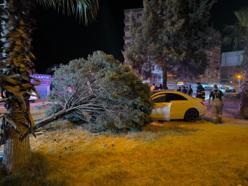 Otomobilin çarptığı ağaç kökünden söküldü; sürücü yaralandı
