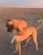 Aksaray'da köpek dövüştüren 3 kişiye 39 bin lira ceza