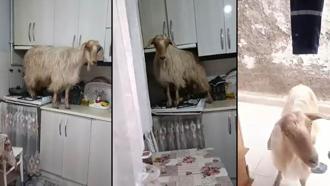 Mutfağa giren keçi tezgahın üzerine çıktı