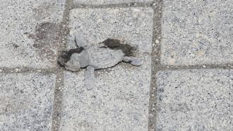 Yönlerini şaşıran yeşil deniz kaplumbağaları, araçların altında kalıp öldü