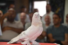 Fiyatı 5 milyon liraya kadar çıkan şebap güvercinleri podyumda
