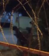 Arnavutköy'de ata şiddet uygulayan şüpheli kamerada