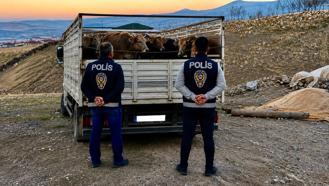 Kırşehir'de mandıradan 10 büyükbaş çalan şüpheli tutuklandı