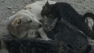 Köpek, kedi yavrularını emzirirken görüntülendi