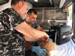 Can Dost Yerinde Hayvan Bakım ve Tedavi Aracı, Balıkesir'de 20 ilçeyi gezecek