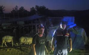 Bursa'da kaybolan 50 koyun jandarmanın dron destekli aramasıyla bulundu