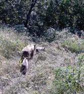 Tarlasına kurduğu fotokapanla yaban hayatını görüntüledi