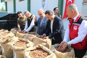 Ordu TMO’da fındık alımı başladı