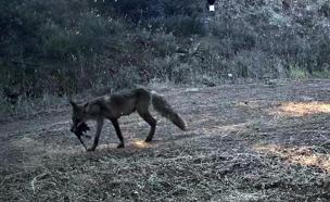Ganos Dağı'nda yaban hayatı fotokapana yansıdı