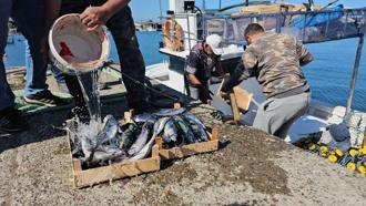 Zonguldak’ta balıkçılar 50 ton balıkla döndü