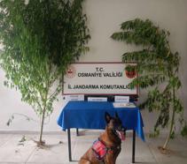 Osmaniye’de jandarma son bir haftada 109 şüpheliyi yakaladı