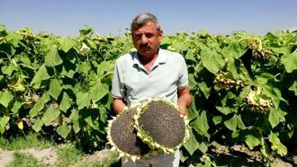 Kayseri’de geçen yıl don ve kuraklık nedeniyle rekoltede düşüş yaşanan ayçiçeğinde hasat başladı