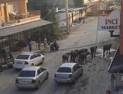 Hatay’da başıboş mandalar caddeye indi