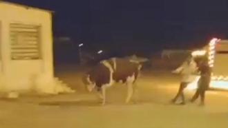 Sahibinin elinden kaçan dana güçlükle yakalandı