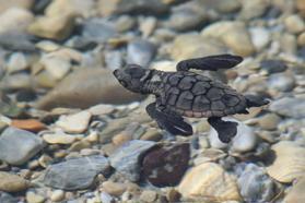 Kuşadası’nda son 2 günde 214 caretta caretta yavrusu daha denizle buluştu