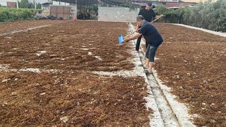 Alaşehir’de üzüm üreticileri TMO’nun fiyatından memnun