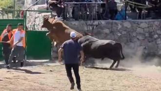 Güreşten kaçan boğa, demir kapıdaki boşluktan arenanın dışına atladı